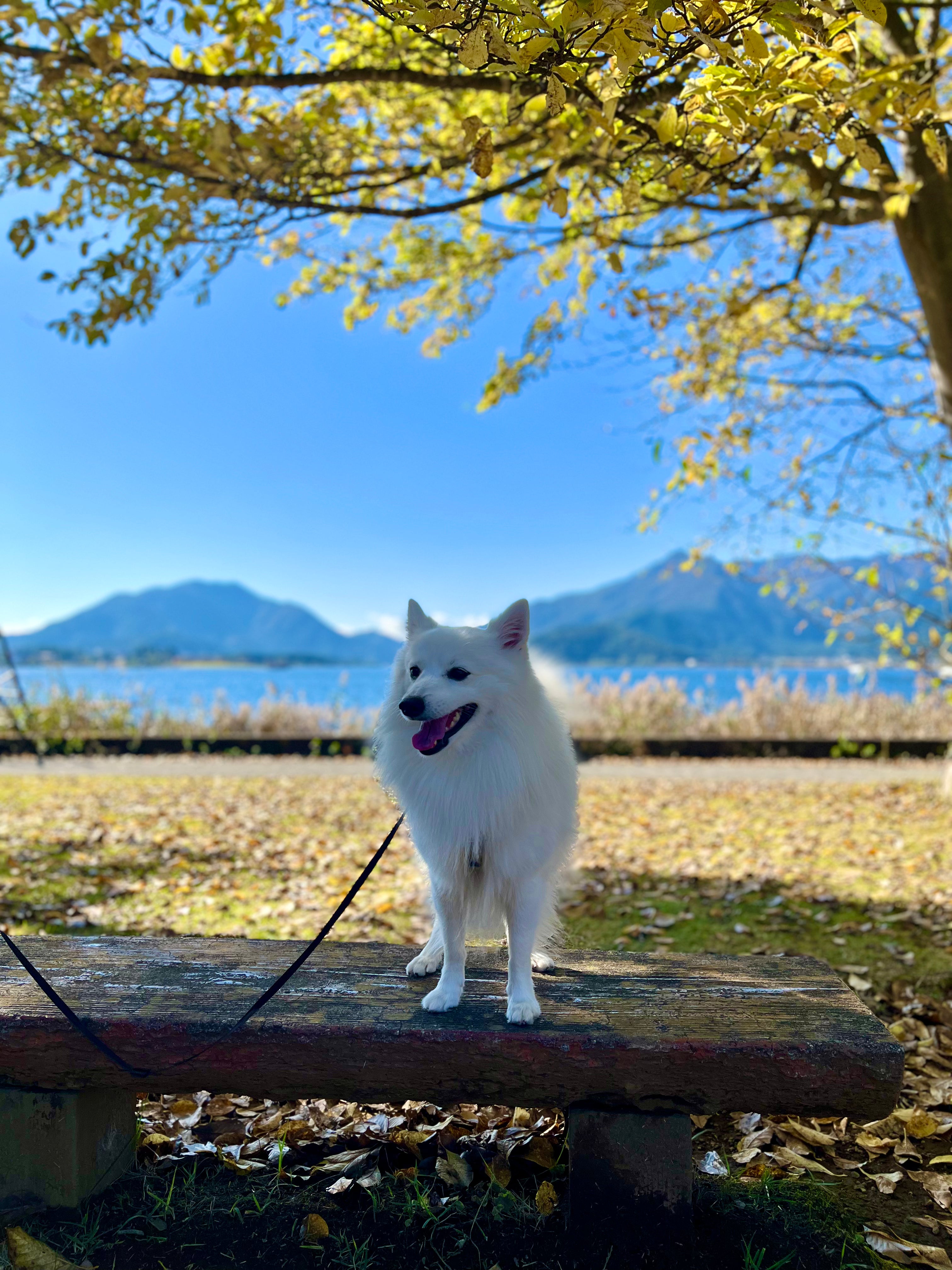 寵物芳療DIY班